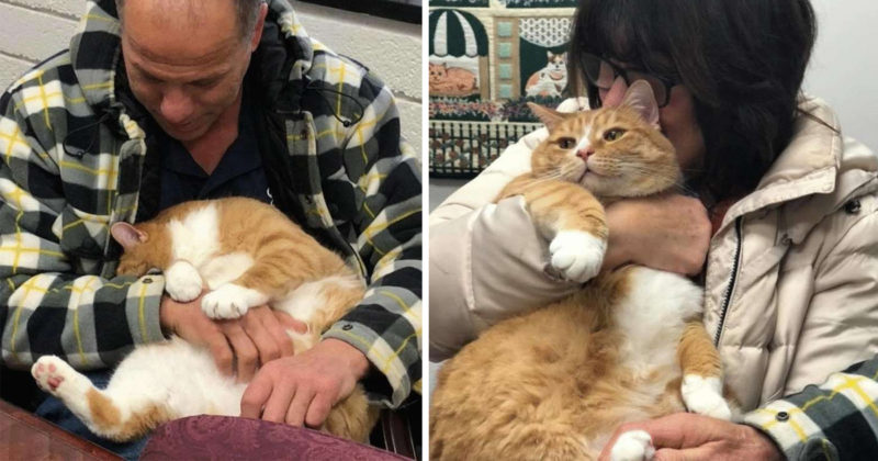 Cat was taken to a shelter because he liked to sit on his owner's lap: meet his new family