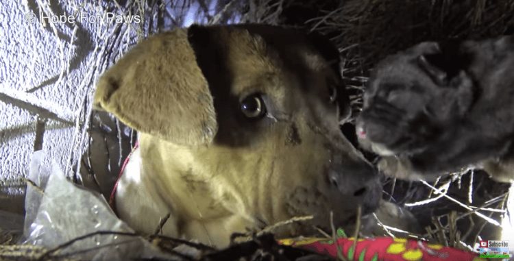 Dog accompanied each of her babies out of bushes and started trusting people