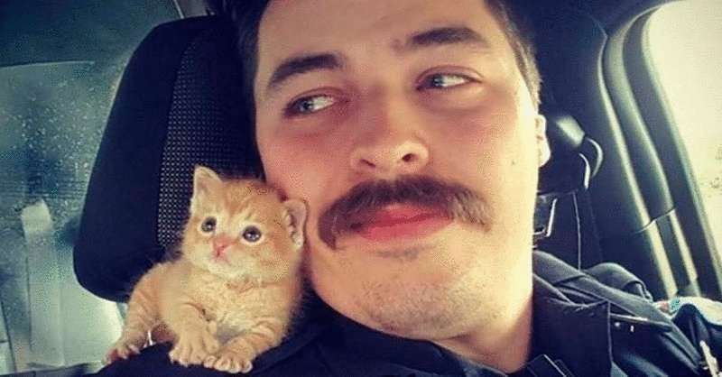 Ginger kitten has grown up and commands his cop dad what to do