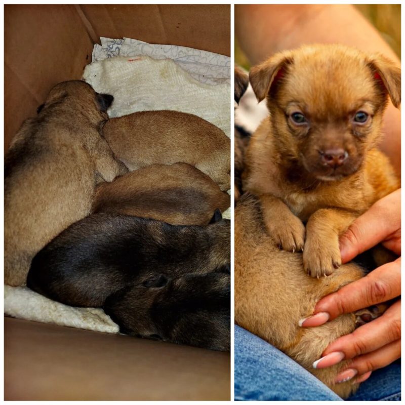 Girl found newborn puppies in a box. She and her sister could not pass by their misfortune