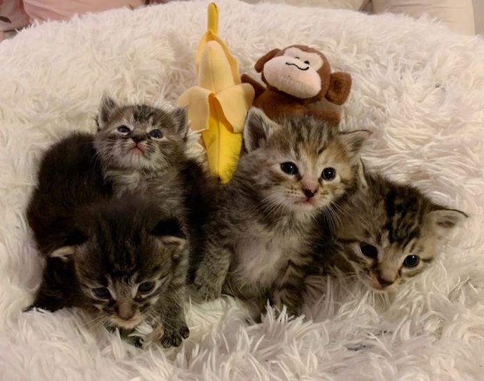 Striped kittens found in cold shed are now happy and safe in warmth