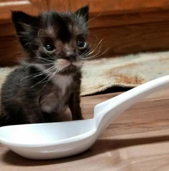 The size of this kitten was no more than a spoon. He had to fight for his life for a long time