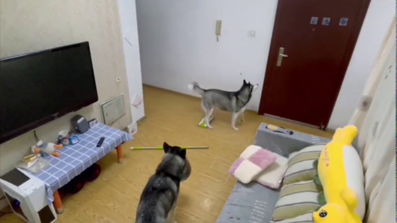 Two huskies were watching TV, but suddenly their owner returned home