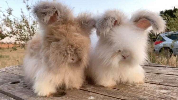 French rabbits with incredibly fluffy ears has captured everybody on the Internet