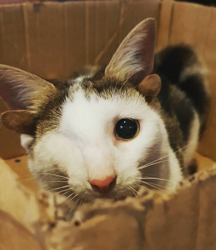 Kitten with four ears and one eye missing did not believe that someone would love him