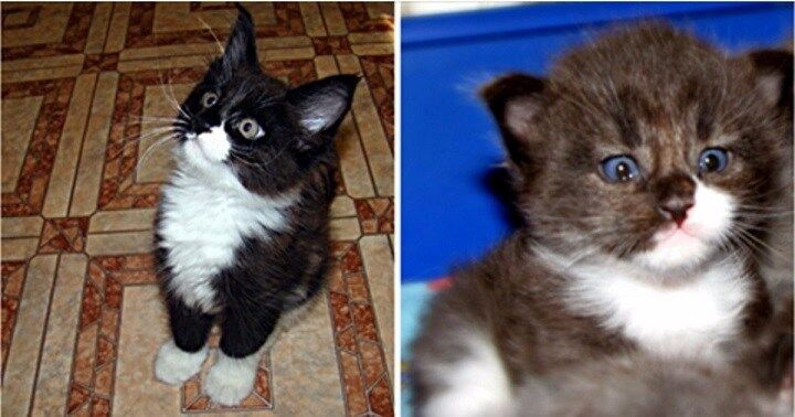 They took a little, furry kitten, and a year later he turned into a "house lion"