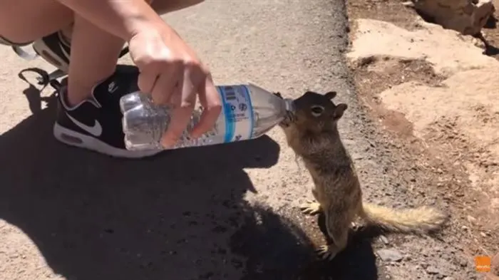 Thirsty squirrel turns to people for help. He greedily drinks the water tourists offered him