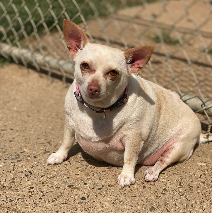 Fat chihuahua from a shelter was put on a diet, and, having lost weight, she immediately found a new home