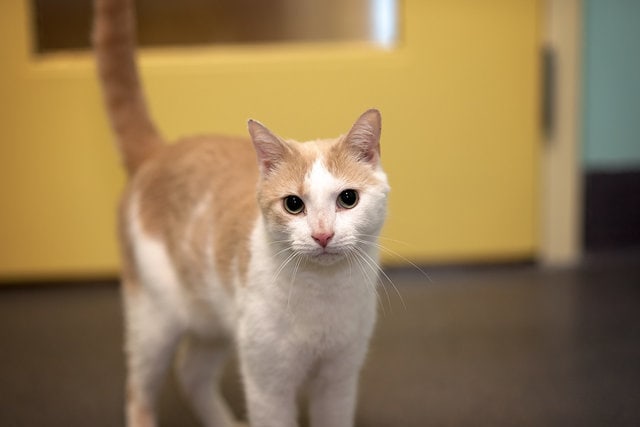 Guy decided to make friends with a blind cat who was afraid of everyone. He chose an original way for this