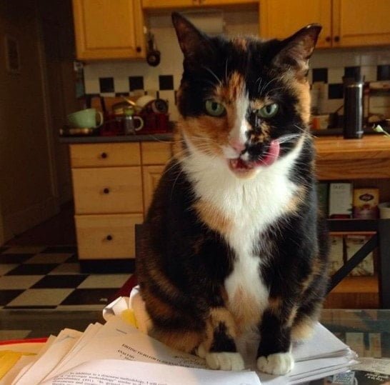 Journalist hesitated whether to save a friend's dinner from a cat or take her best photo