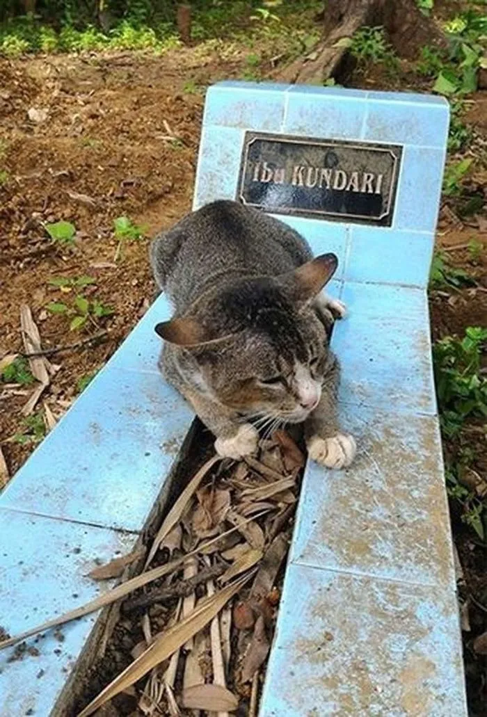 Man was surprised to find out that the cat was visiting his owner's gravestone every day for a year