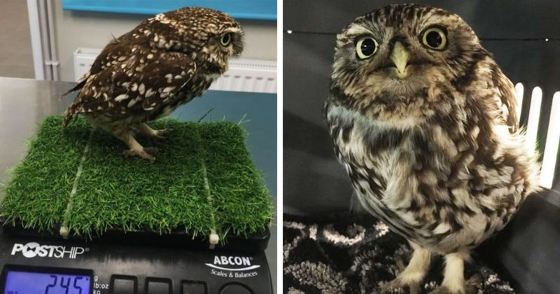 Owl was sitting in a ditch and could not take off because it had eaten mice. Kind people helped her lose weight