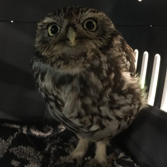 Owl was sitting in a ditch and could not take off because it had eaten mice. Kind people helped her lose weight