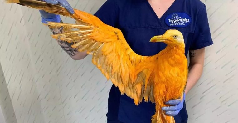 Photos of a living Phoenix bird “blew up” the Internet, but the truth about it was revealed unexpectedly