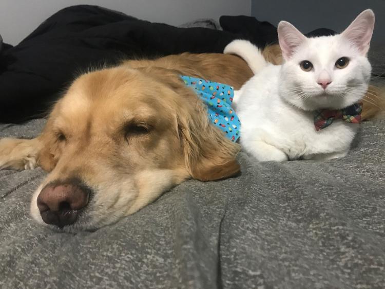 Scenario for a fairy tale: the perfect story of friendship between a kitten and a therapy dog