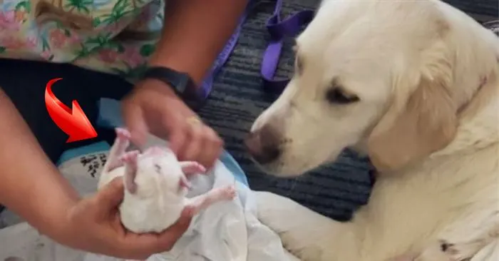 The passenger's dog began to give birth in the airport hall! Birth giving ended with a big surprise