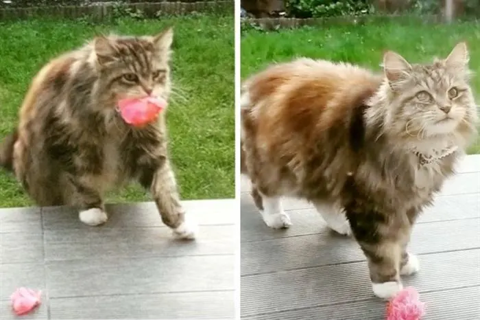 This cat "serves" 6 houses, bringing roses to people. This is not the only oddity of the animal