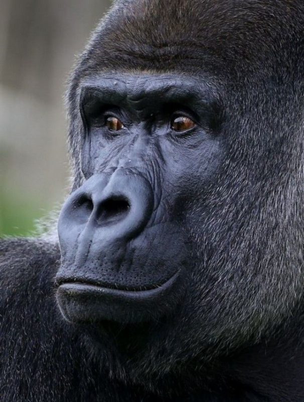 Tourists from all over the world come to see the male gorilla learning to walk like a human