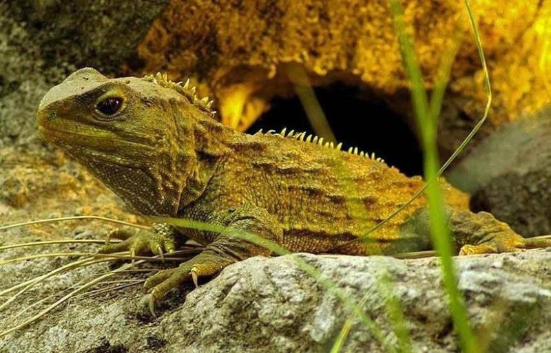 Tuatara - the most unusual reptile of all living on Earth which can live up to 100 years