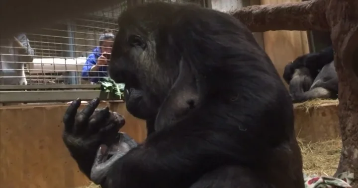 Gorilla can't stop kissing her newborn baby. She covers the baby monkey with warm kisses