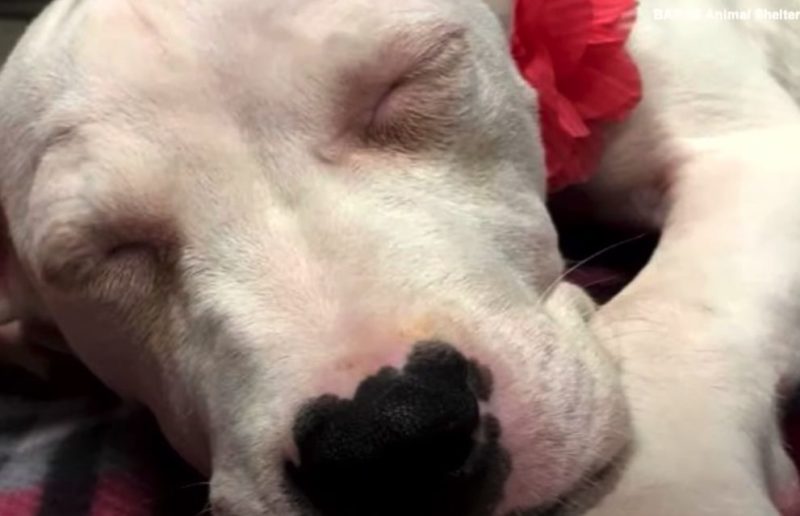 Scared puppy couldn't stop crying. Doctor comforted the pup with his hugs and kisses