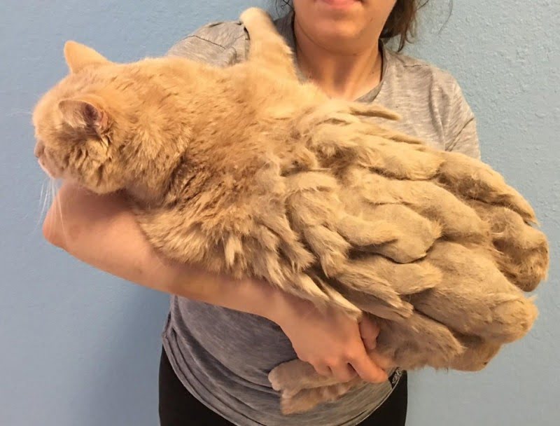 13-year-old cat could barely walk under the weight of his matted fur. Thankfully kind people noticed him in time