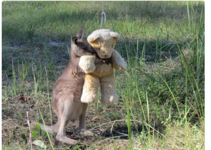 Baby orphan kangaroo was so lack of love and warmth, that he treats a Teddy as his lovely friend by hugging it