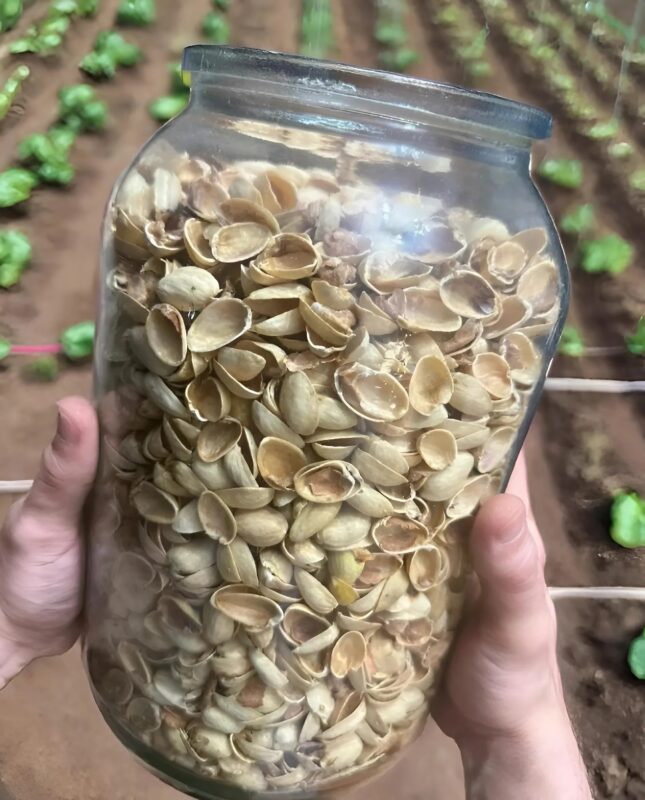 Why You Should Keep Pistachio Shells in Your Kitchen—A Surprising Tip!