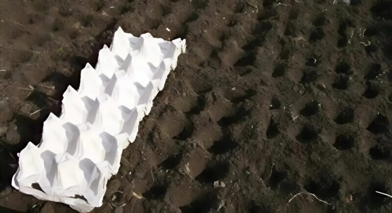 My Mom Turns Egg Cartons into Treasures for the Home