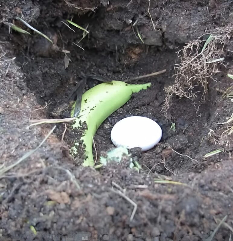 He buried a banana and an egg in his garden—and what happened next left everyone amazed