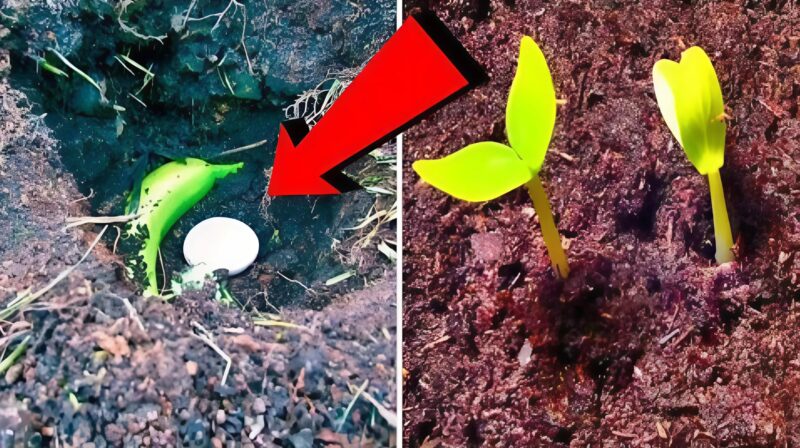 He buried a banana and an egg in his garden—and what happened next left everyone amazed