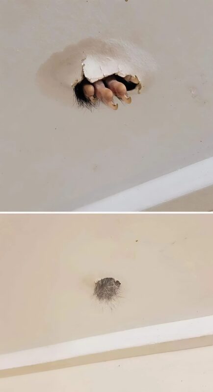 A woman found something unusual in her ceiling — you won’t believe your eyes