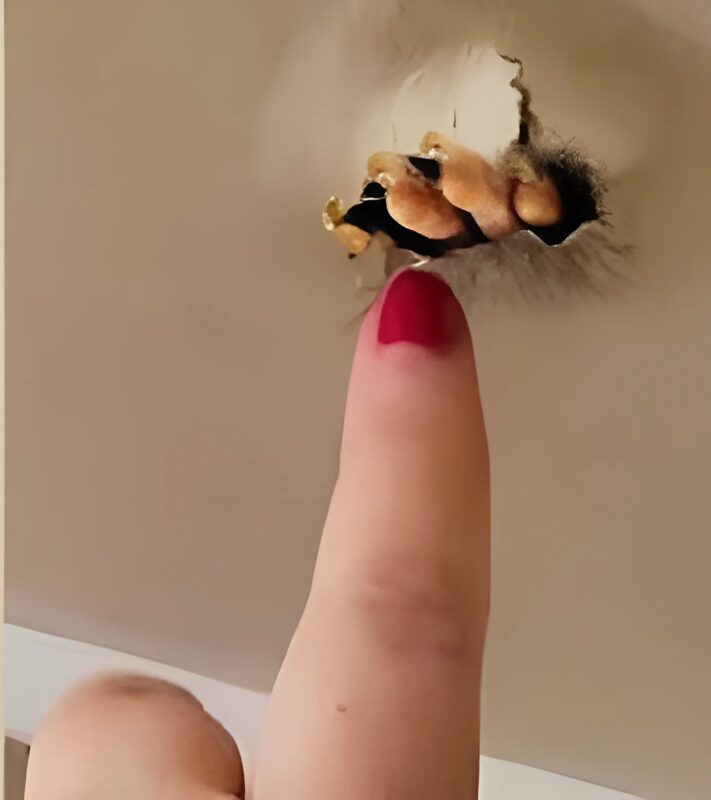 A woman found something unusual in her ceiling — you won’t believe your eyes