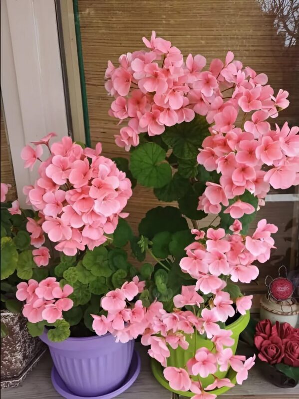 My grandmother has the most beautiful balcony in the neighborhood and now I understand why!