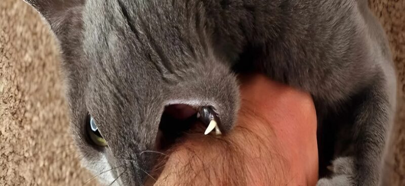Recently my cat started behaving very strangely: he increasingly grabbed my hand gave light bites and hissed