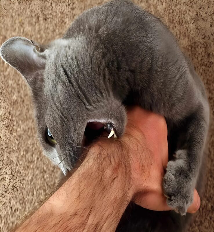 Recently my cat started behaving very strangely: he increasingly grabbed my hand gave light bites and hissed