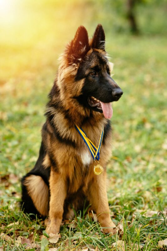 The dog wouldn’t stop barking at the lovely teacher: His instincts were razor-sharp and soon a horrifying secret was revealed that left everyone in shock