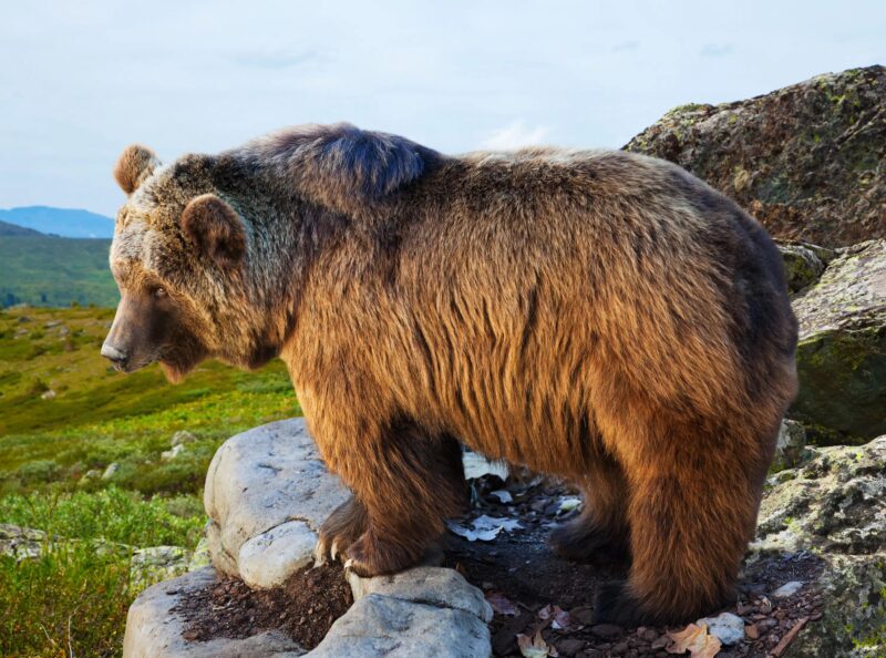 On the road, I saw a bear tangled in nets, unable to free itself: I stopped to help the bear — but then something unexpected happened